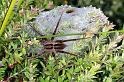 Dolomedes_minor_F2324_Z_87_Cape Reinga_Nieuw-Zeeland